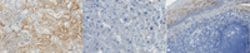 APP585C Rabbit anti-Mouse, Human, Polyclonal, MilliporeSigma 25 &mu;L;Unconjugated:Antibodies,